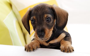short-coat black and brown puppy HD wallpaper