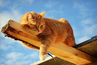 orange tabby cat on brown wood plank lying HD wallpaper