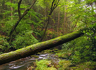 river surrounded green leaf trees HD wallpaper