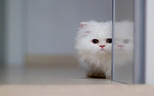 white fur cat HD wallpaper