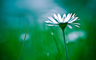 white daisy flower, flowers, white flowers HD wallpaper