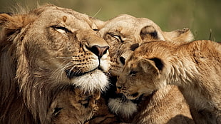 brown lion and lioness photography HD wallpaper