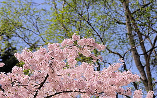 cherry blossom tree photography HD wallpaper