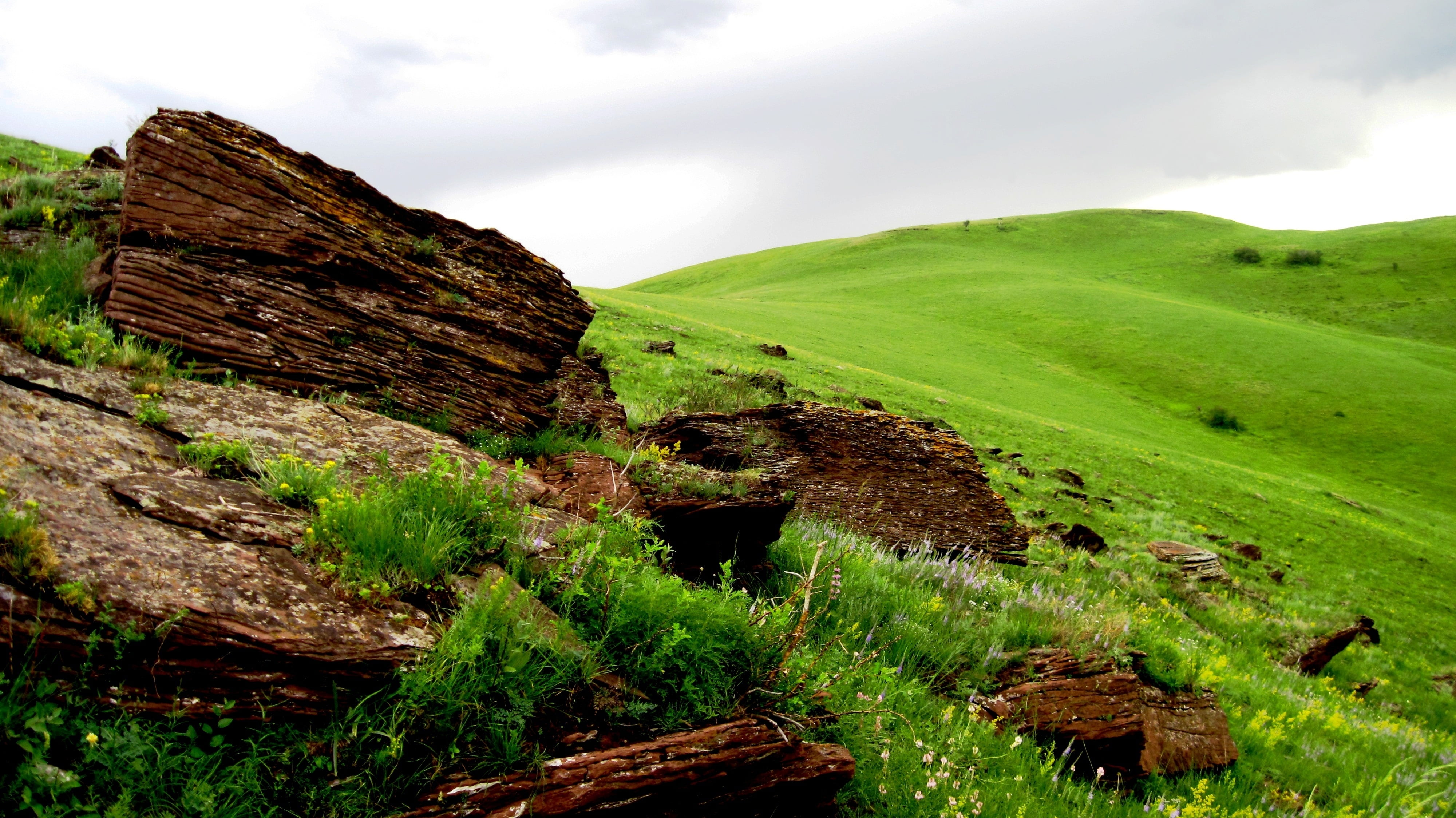 green grass field