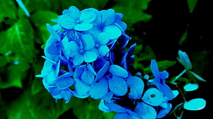 purple hydrangeas, Hydrangea, Petals, Blue HD wallpaper