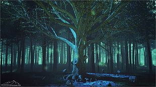 low-light photo of bare tree HD wallpaper