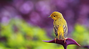 macro photography of yellow and gray bird standing on purple flower