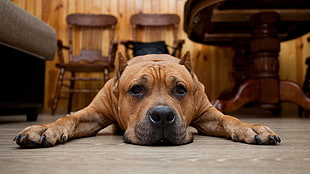 short-coated brown dog, dog, animals HD wallpaper