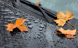 three orange maple leaves on car windshield HD wallpaper