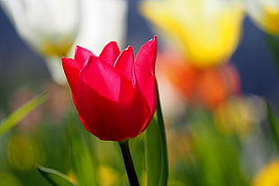 red tulip