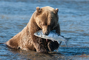 brown polar bear catching silver fish on body of water HD wallpaper