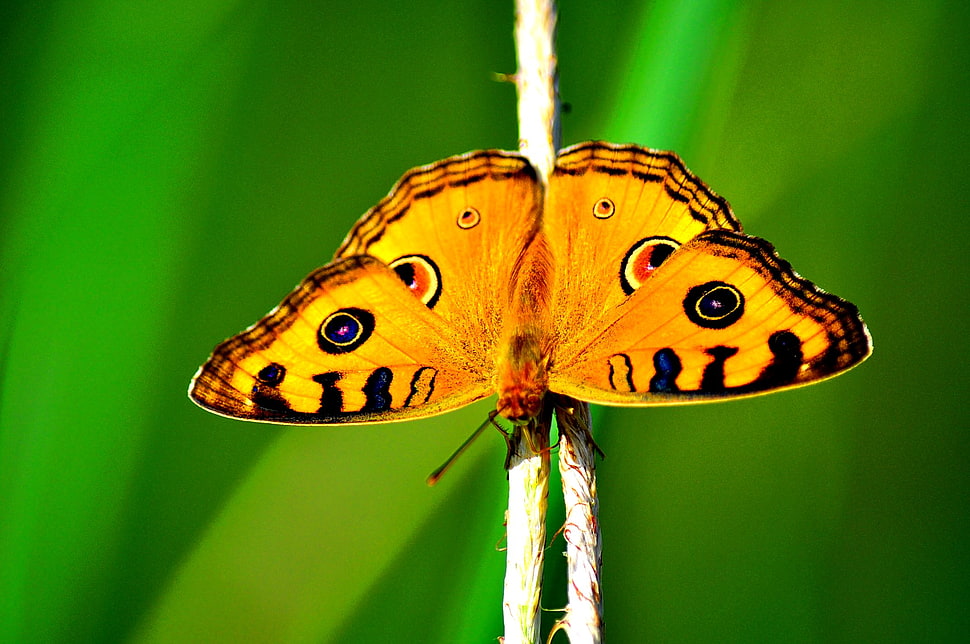 shallow focus photography of butterfly HD wallpaper