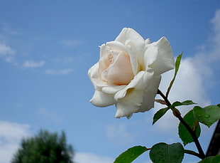 white Rose