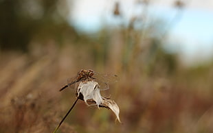 soft-focus photography of brown skimmer dragonfly on withered flower HD wallpaper