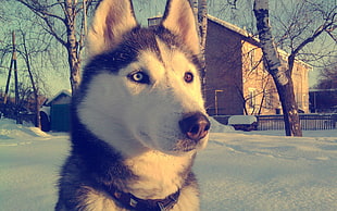 adult white and gray husky, dog