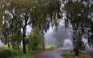 foggy forest