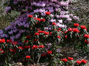 field of purple and red petaled flowers