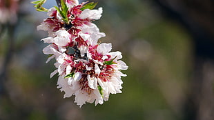 pink-and-white cluster petaled flowers in bloom close-up photo