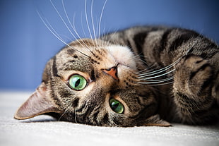 brown and white tabby cat, face, animals, cat