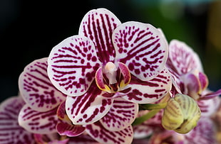 selective focus photography of maroon and white orchid flowers HD wallpaper