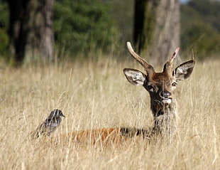 selective focus photography of brown deer