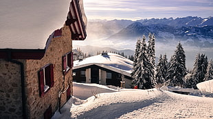 snow covered ground and pine trees near houses at daytime