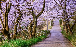 pathway surrounded by cherry blossom trees HD wallpaper