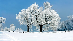 snow covered tree photo, snow, trees, winter HD wallpaper