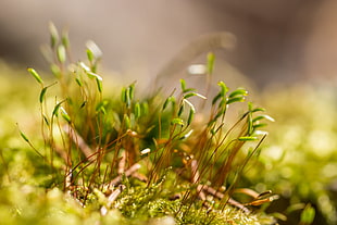 close-up photography green and brown grass, moss HD wallpaper