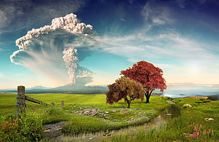 brown and red leafed trees on grass field digital wallpaper, nature, landscape, Calbuco Volcano, Chile