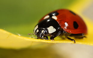 macro photography of ladybug perched on yellow leaf
