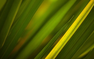 macro photography of green leaf plant