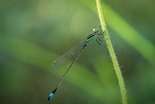 macro photography of green Damselfly on green stem