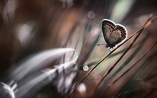 macro focus photo of a Summer Azure butterfly on brown plant stem