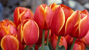 bunch of red-and-yellow Tulip flowers HD wallpaper