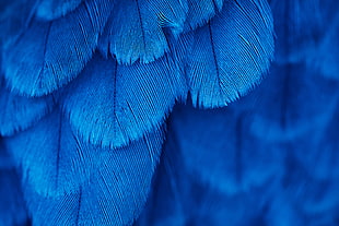 macro, feathers, blue