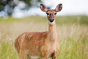 brown deer on the green grass field during daytime HD wallpaper