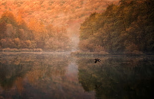 bird flying lake during daytime