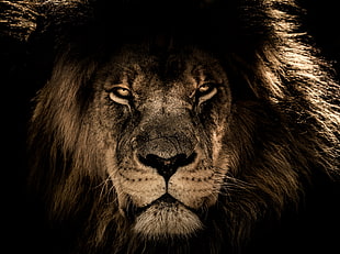 Lion digital wallpaper, Lion, Muzzle, Mane HD wallpaper