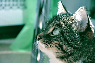 grey Tabby cat