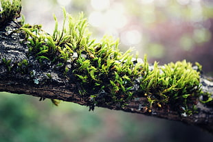 green leafed plant, branch, nature, moss HD wallpaper