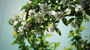 white petaled flowers