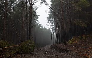 rain forest trees, path, trees