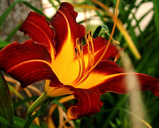 closeup photo of red and yellow Day lily flower HD wallpaper