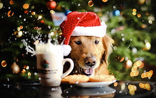 Dog wearing Christmas Hat