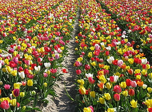 variety of tulips HD wallpaper