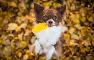 selective focus photography of chocolate and white long haired Chihuahua holding yellow leaf HD wallpaper