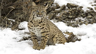 Bengal Cat in the snow