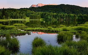 bayou between grass and trees with mountain view HD wallpaper