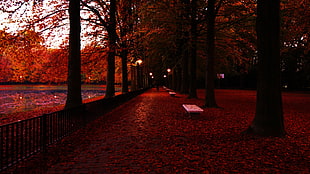 brown trees, photography, trees, fall, fence